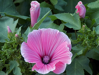 Vibrant Pink Hibiscus Flower with Green Leaves and Buds