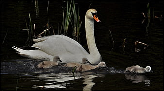 Mute Swan Family with Cygnets Swimming in Dark Water