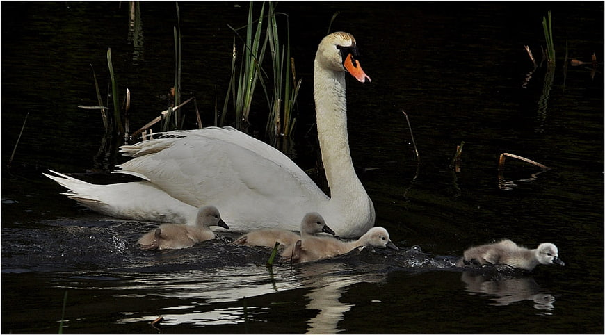 Mute Swan Family with Cygnets Swimming in Dark Water