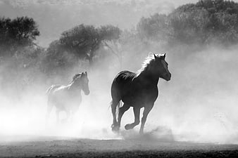 Two wild horses galloping through dust in black and white
