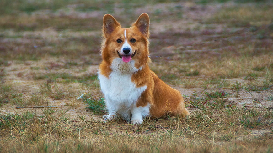 Happy Welsh Corgi Sitting In Dry Grass Field