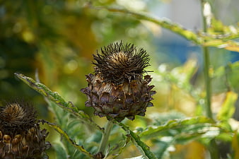 Close-up of dried artichoke flower head in garden