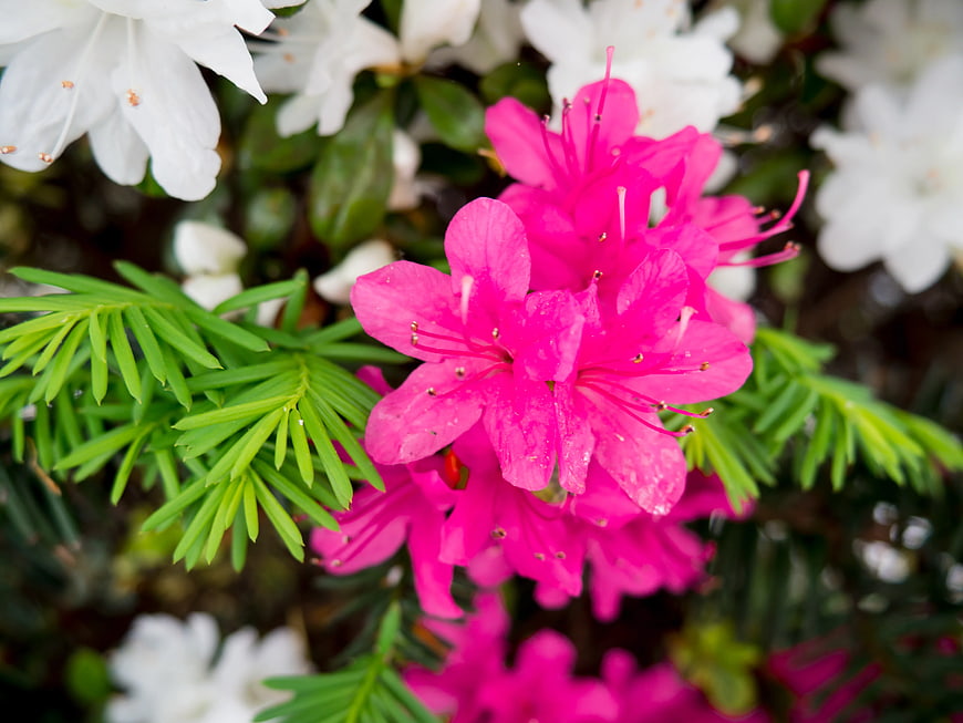 Vibrant Pink Azalea Blossoms with Green Foliage