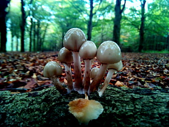 Cluster of wild mushrooms growing on a mossy log in an autumn forest