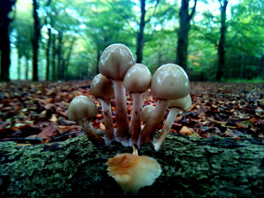 Cluster of wild mushrooms growing on a mossy log in an autumn forest
