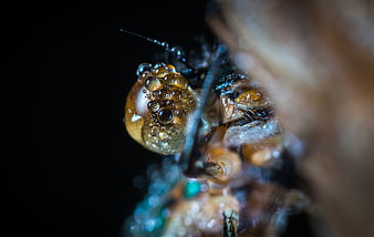 Extreme Macro Close-Up of Dragonfly Eye with Dew Drops