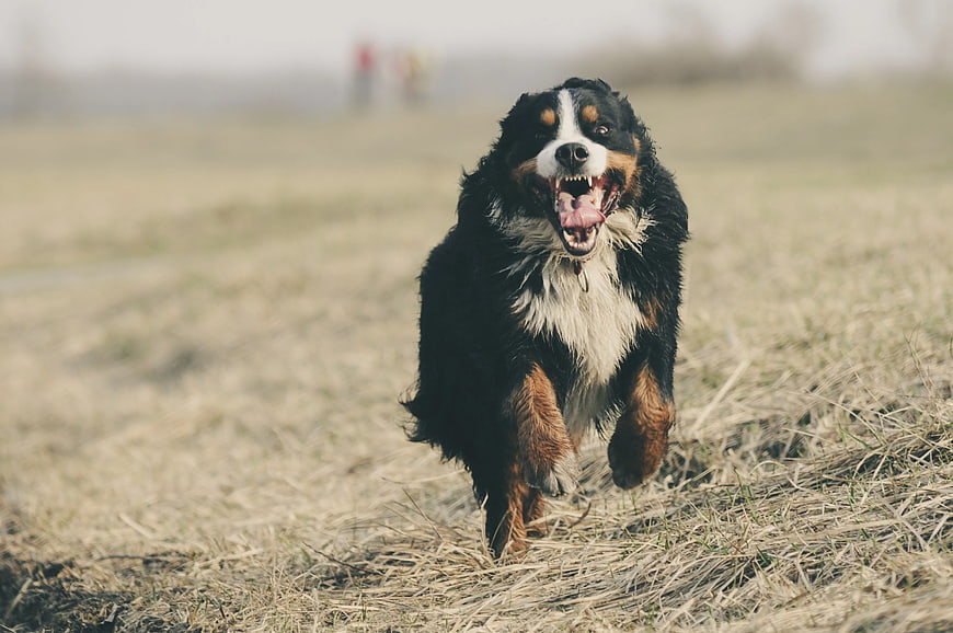 Happy Bernese Mountain Dog Running in Grassy Field