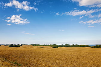 Golden Harvested Wheat Field Under Blue Sky