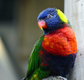 Close-up Portrait of a Colorful Rainbow Lorikeet