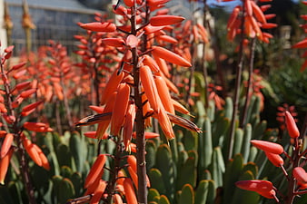 Vibrant Orange Aloe Vera Flowers in Summer Garden