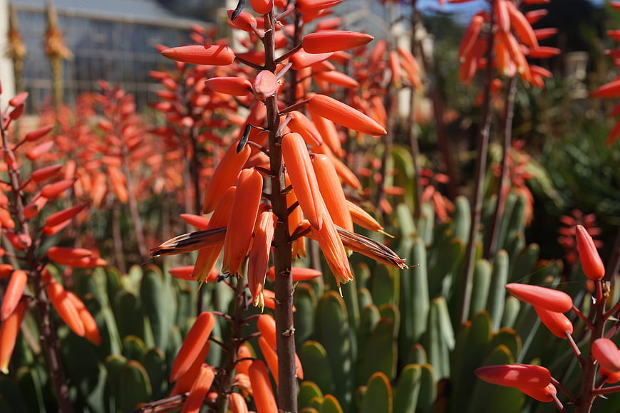 Vibrant Orange Aloe Vera Flowers in Summer Garden
