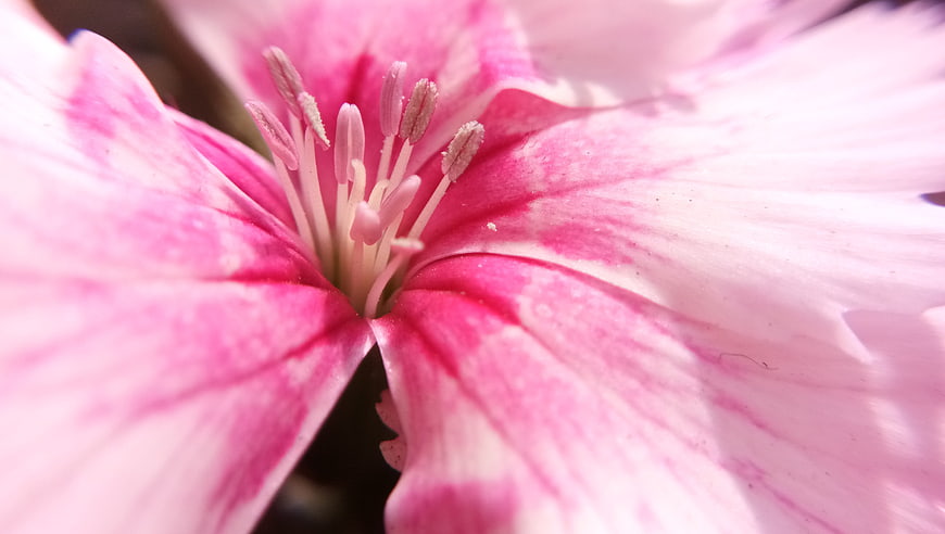 Macro Close-Up of Pink and White Flower Petals