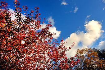 Vibrant Red Autumn Leaves Against Blue Sky