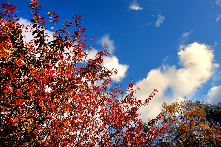 Vibrant Red Autumn Leaves Against Blue Sky