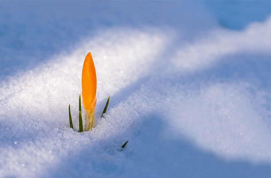 Orange Crocus Bud Emerging from Snow in Early Spring
