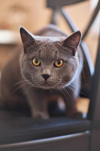 Close-up portrait of a gray cat with yellow eyes