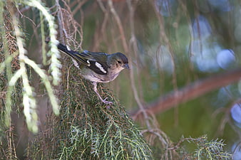 Small bird perched on pine branch in natural setting