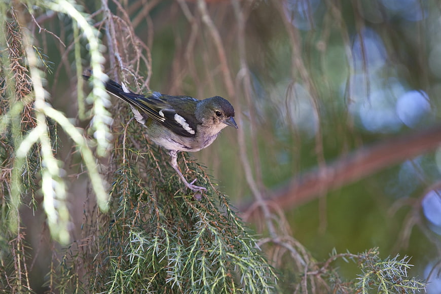 Small bird perched on pine branch in natural setting