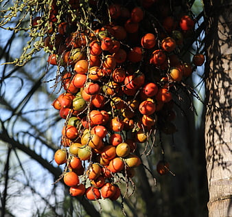 Cluster of Ripe Orange Palm Fruits Hanging from Tree