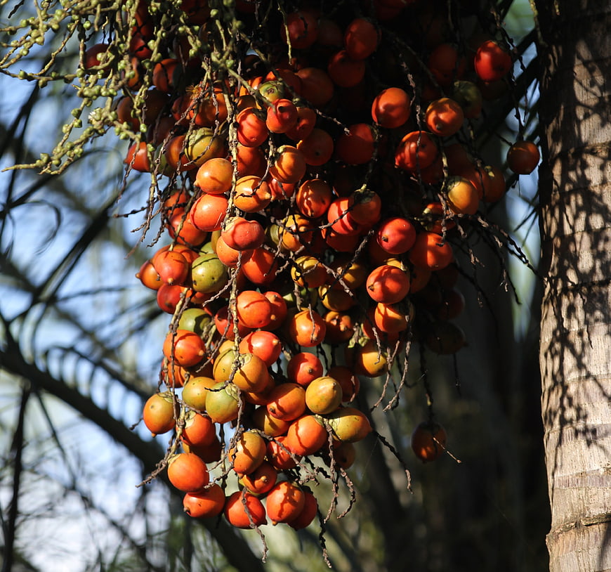 Cluster of Ripe Orange Palm Fruits Hanging from Tree