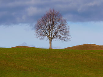 Lone bare tree on green hill under cloudy sky