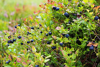 Fresh Wild Blueberries Growing on Bush in Autumn Forest