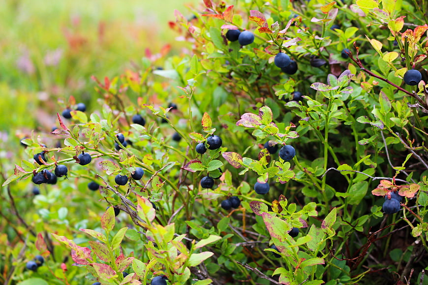 Fresh Wild Blueberries Growing on Bush in Autumn Forest