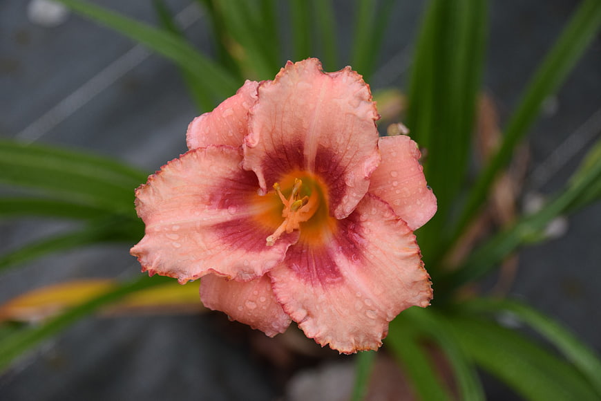 Pink Daylily Flower with Water Droplets Close-Up