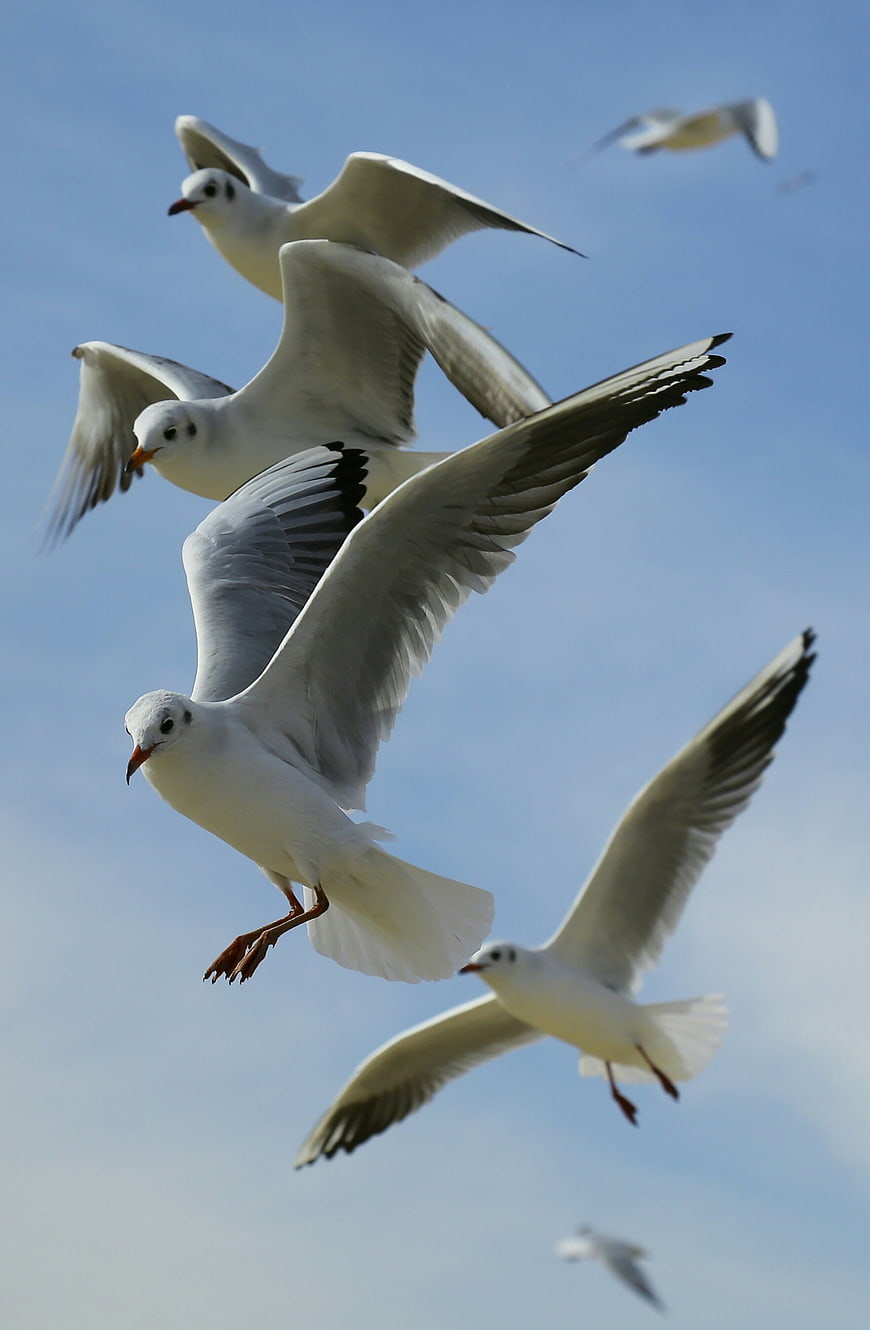 Flock of Seagulls Flying in Blue Sky