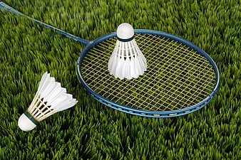 Badminton racket and shuttlecocks on green grass