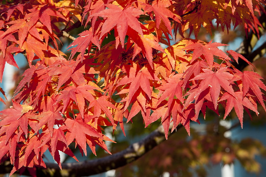 Vibrant Red Maple Leaves in Autumn Sunlight