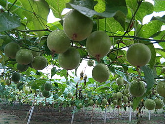 Green Monk Fruit Hanging on Vines in Agricultural Orchard