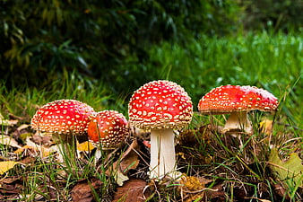 Red Fly Agaric Mushrooms in Forest Undergrowth