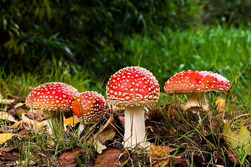 Red Fly Agaric Mushrooms in Forest Undergrowth