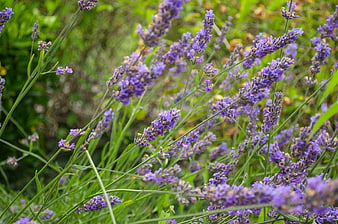 Close-up of blooming purple lavender flowers in a field