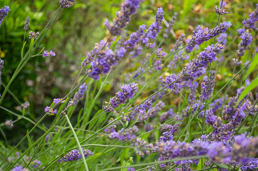 Close-up of blooming purple lavender flowers in a field