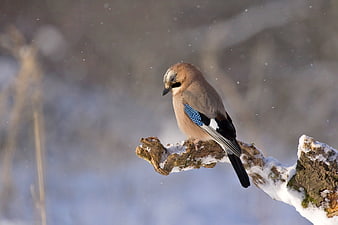 Eurasian Jay Perched on Snowy Branch in Winter