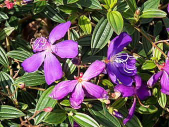 Vibrant Purple Melastoma Flowers with Green Leaves