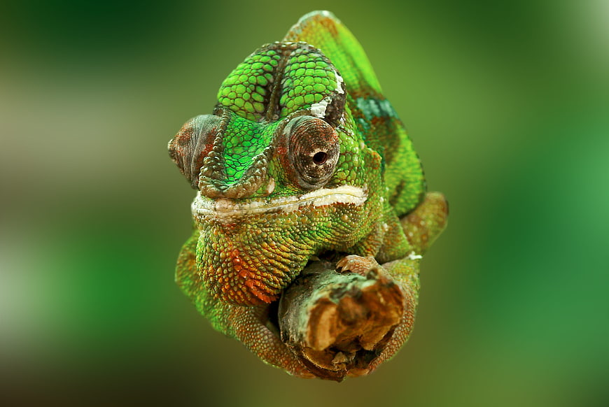 Close-up of a green chameleon on a branch