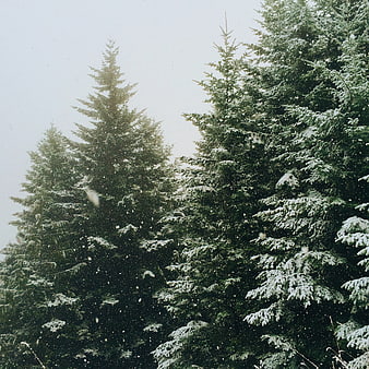 Snowy Pine Trees in Winter Forest with Falling Snow