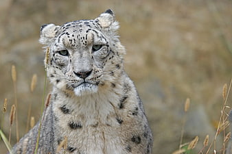 Close-up portrait of a snow leopard in natural habitat