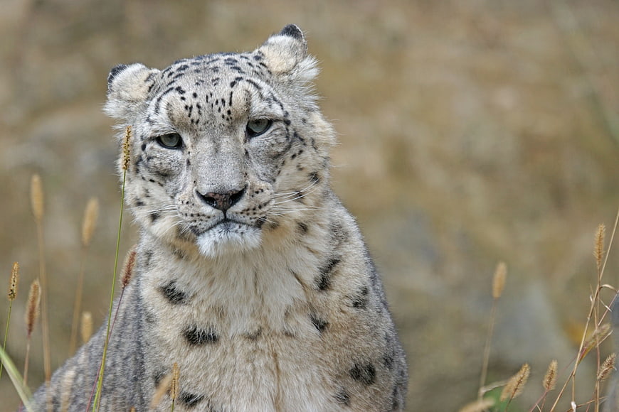 Close-up portrait of a snow leopard in natural habitat