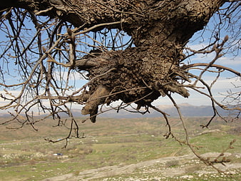 Close-up of gnarled tree trunk with buds against mountain landscape