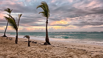 Tropical Beach Sunset with Palm Trees and Ocean Waves