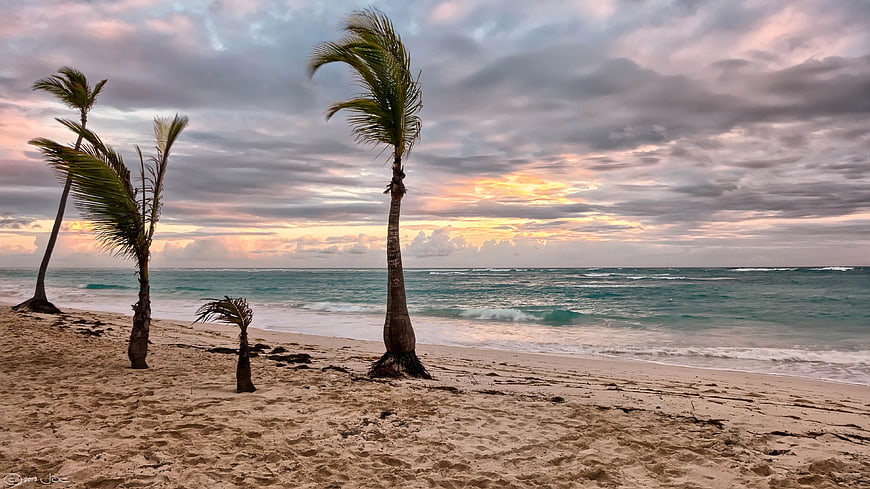 Tropical Beach Sunset with Palm Trees and Ocean Waves
