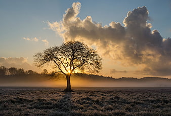 Solitary Oak Tree Silhouette in Misty Field at Sunset