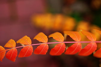 Close-up of vibrant red and orange autumn leaves on a branch
