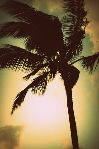 Silhouette of Palm Tree Against Vintage Sunset Sky