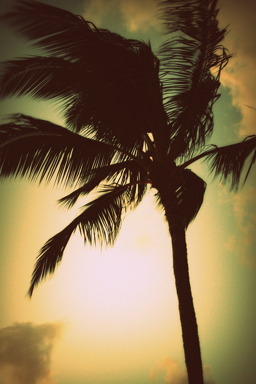 Silhouette of Palm Tree Against Vintage Sunset Sky