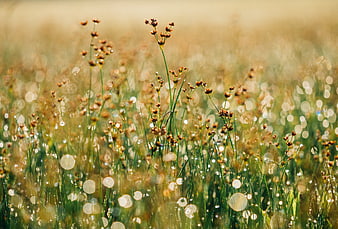 Golden Bokeh Meadow with Wildflowers and Dew Drops
